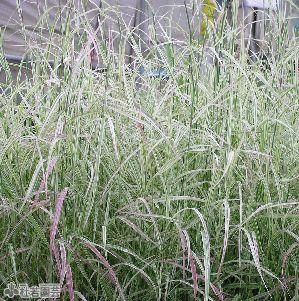 水生植物】 フイリトワダアシ | 杜若園芸WEBショップ｜水草の生産販売