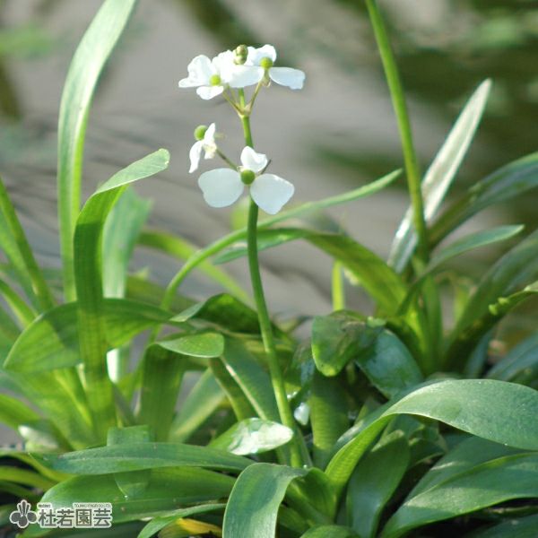 水生植物】 オオカナダモ（アナカリス） 鉛巻き | 杜若園芸WEBショップ