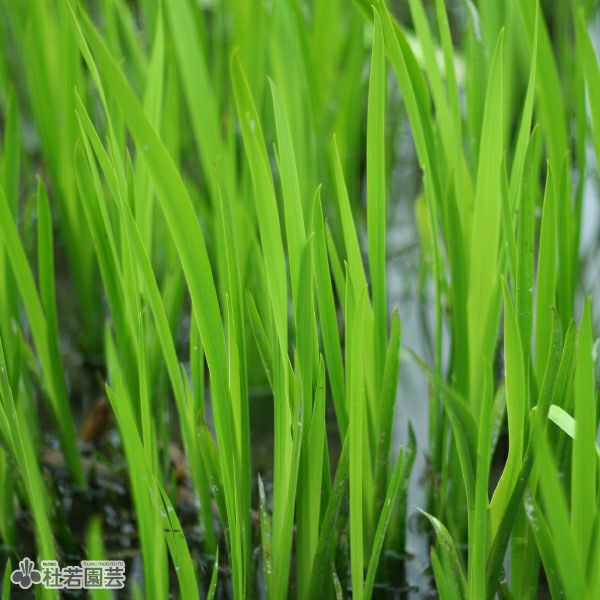 水生植物】 ニオイショウブ（香り菖蒲、葉菖蒲） | 杜若園芸WEB