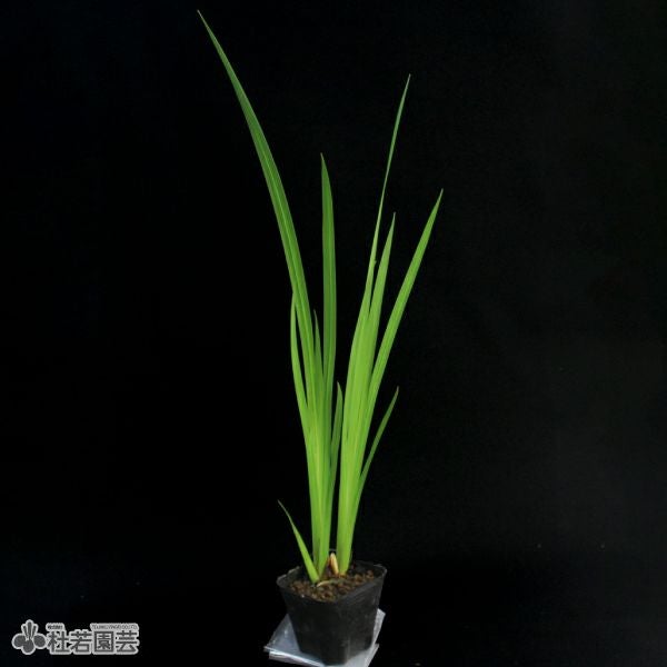 水生植物】 ニオイショウブ（香り菖蒲、葉菖蒲） | 杜若園芸WEB