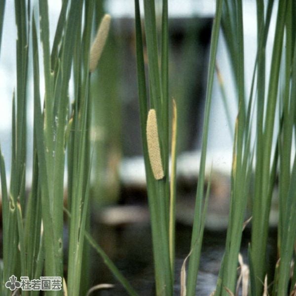 水生植物】 ニオイショウブ（香り菖蒲、葉菖蒲） | 杜若園芸WEB