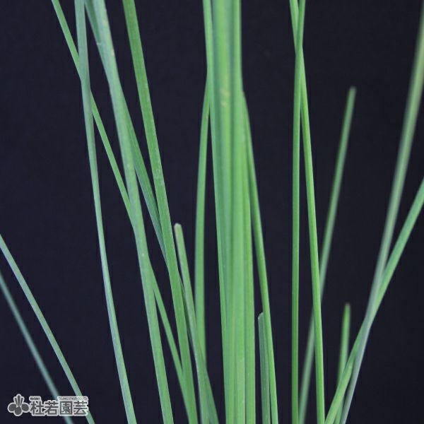 水生植物】 ヌマイ | 杜若園芸WEBショップ｜水草の生産販売【通販