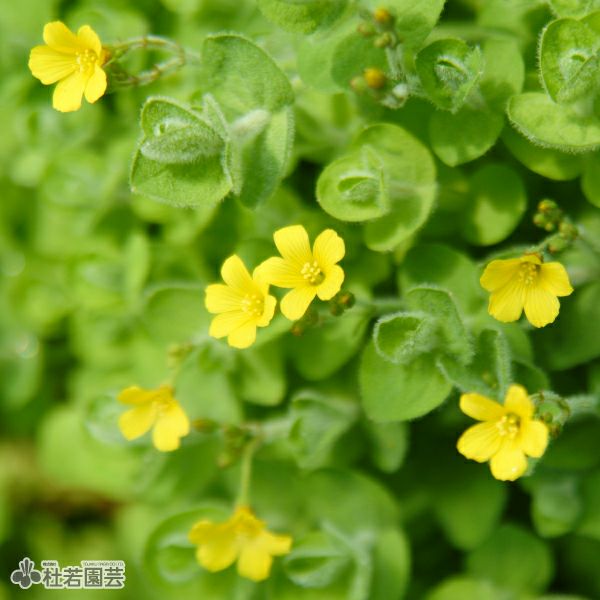 水生植物】 ヒペリカムエロデス | 杜若園芸WEBショップ｜水草の生産