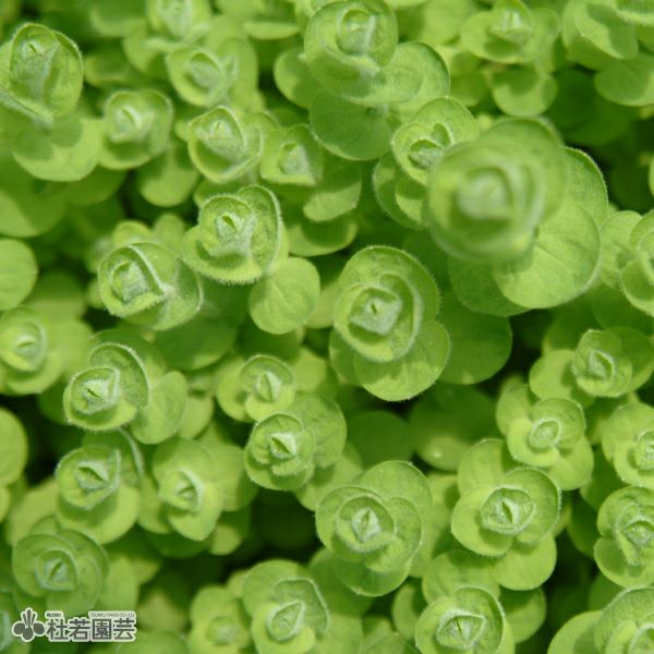 水生植物】 ヒペリカムエロデス | 杜若園芸WEBショップ｜水草の生産