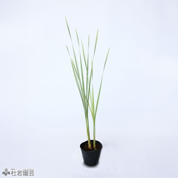 水生植物】 フイリガマ 12cmP | 杜若園芸WEBショップ｜水草の生産販売