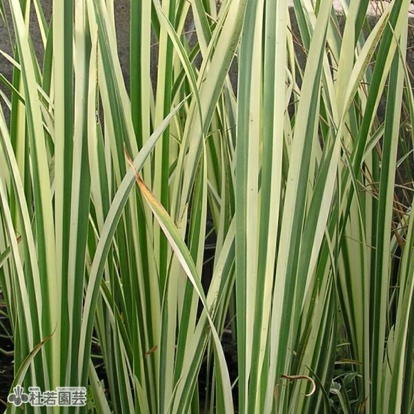 水生植物】 斑入香り菖蒲（別名フイリニオイショウブ） | 杜若園芸WEB