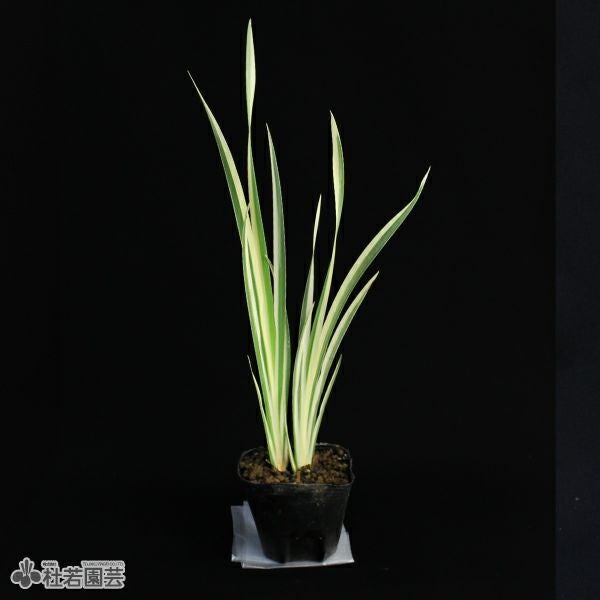 水生植物】 斑入香り菖蒲（別名フイリニオイショウブ） | 杜若園芸WEB