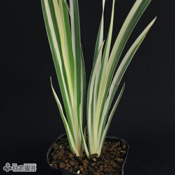 水生植物】 斑入香り菖蒲（別名フイリニオイショウブ） | 杜若園芸WEB