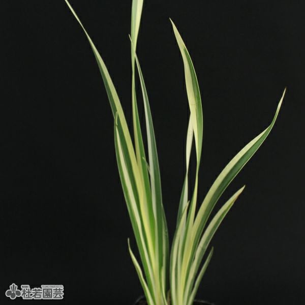水生植物】 斑入香り菖蒲（別名フイリニオイショウブ） | 杜若園芸WEB