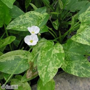 水生植物】 エキノドルスマーブルクイーン 12cmP | 杜若園芸WEB