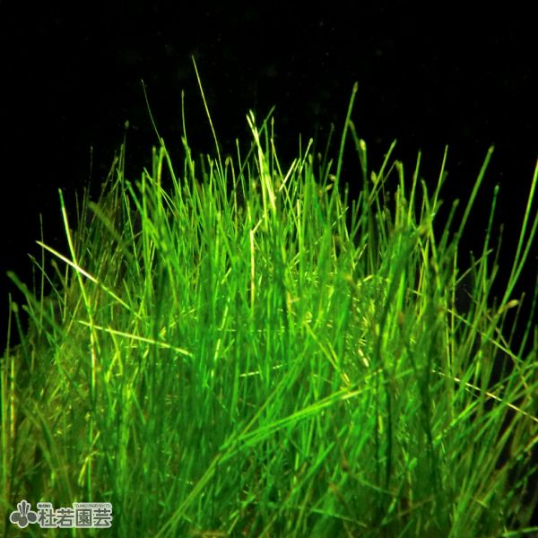 水生植物】 マツバイ（ウォーターグラス） | 杜若園芸WEBショップ