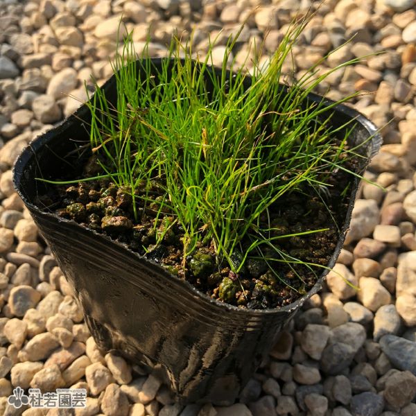 水生植物】 マツバイ（ウォーターグラス） | 杜若園芸WEBショップ