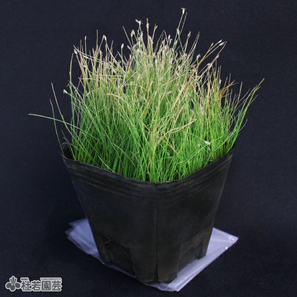 水生植物】 マツバイ（ウォーターグラス） | 杜若園芸WEBショップ