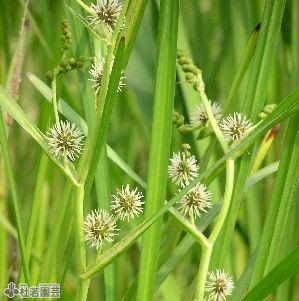 水生植物】 マコモタケ (マコモダケ) | 杜若園芸WEBショップ｜水草の
