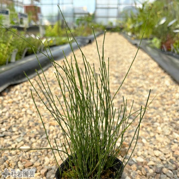 水生植物】 ミズトクサ | 杜若園芸WEBショップ｜水草の生産販売【通販