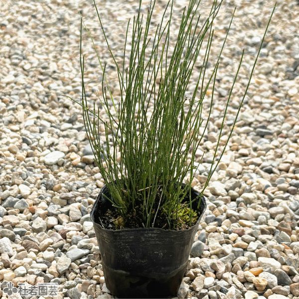 水生植物】 ミズトクサ | 杜若園芸WEBショップ｜水草の生産販売【通販