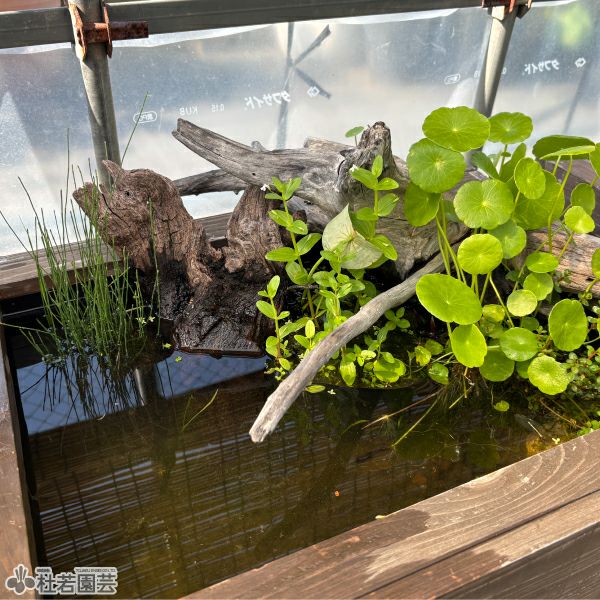 水生植物】 ミズトクサ | 杜若園芸WEBショップ｜水草の生産販売【通販