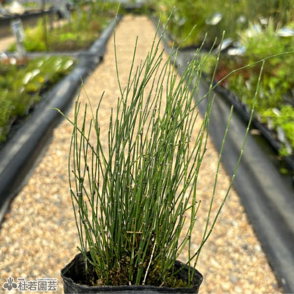 水生植物】 ミズトクサ | 杜若園芸WEBショップ｜水草の生産販売【通販