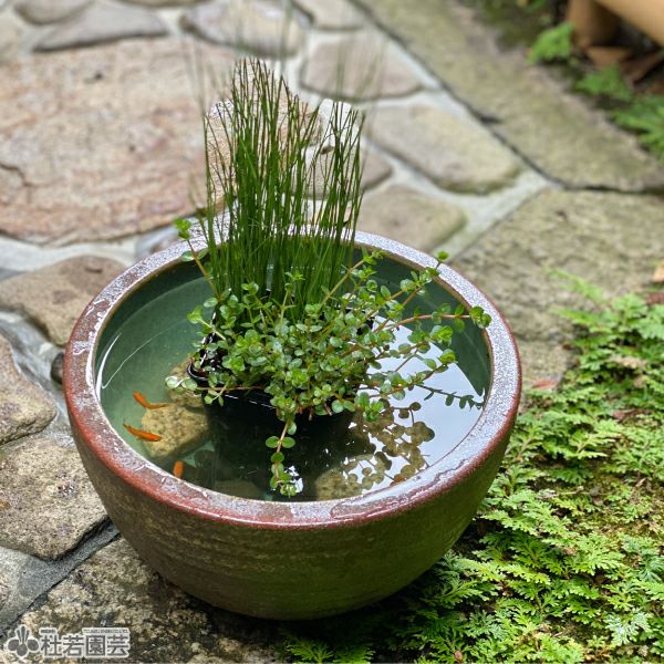 水生植物】 ミズトクサ | 杜若園芸WEBショップ｜水草の生産販売【通販