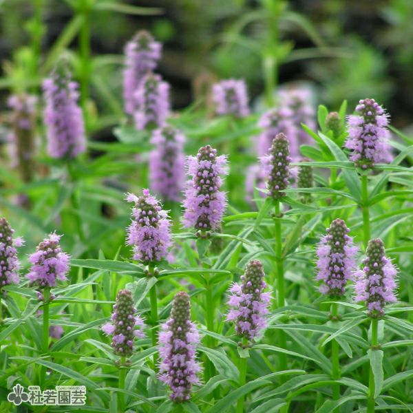 水生植物】 ニオイショウブ（香り菖蒲、葉菖蒲） | 杜若園芸WEB