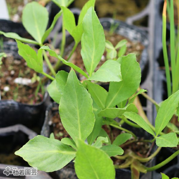 水生植物】 ミツガシワ 12cmポット | 杜若園芸WEBショップ｜水草の生産