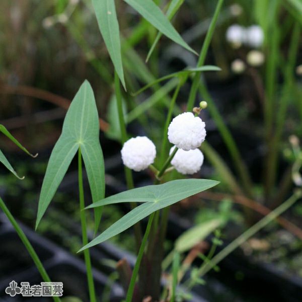 【お問合せ・確認用】植物全般（多肉、球根、水草、熱帯植物等） 水生植物】 ヤエオモダカ | 杜若園芸WEBショップ｜水草の生産販売