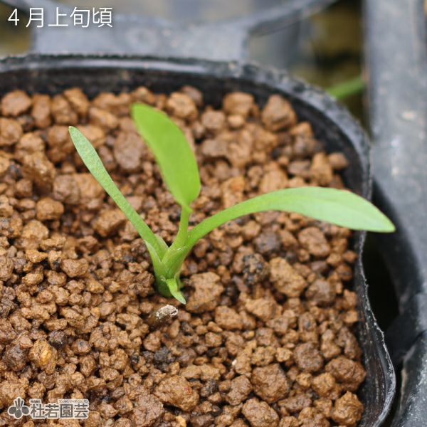 水生植物】 ヤエオモダカ | 杜若園芸WEBショップ｜水草の生産販売