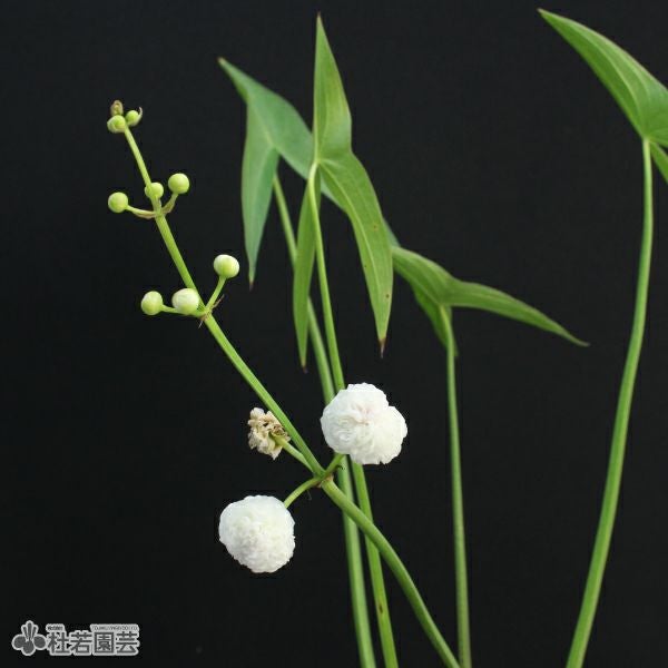 水生植物】 ヤエオモダカ | 杜若園芸WEBショップ｜水草の生産販売