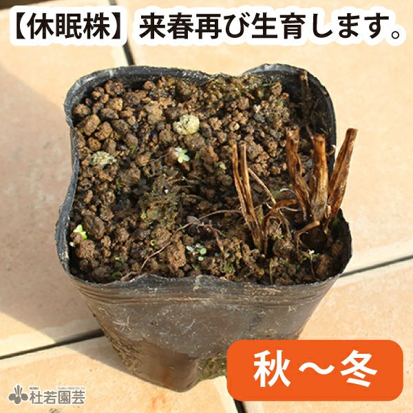 水生植物】 ヤエオモダカ | 杜若園芸WEBショップ｜水草の生産販売