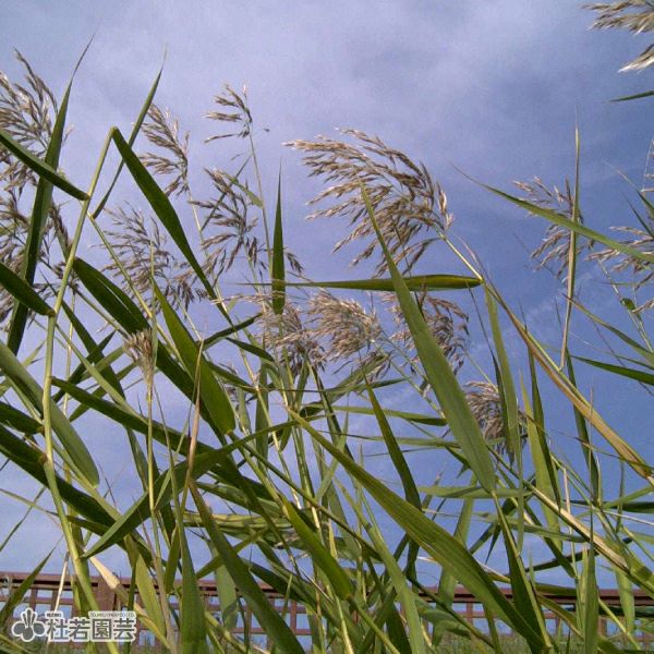 水生植物】 ニオイショウブ（香り菖蒲、葉菖蒲） | 杜若園芸WEB
