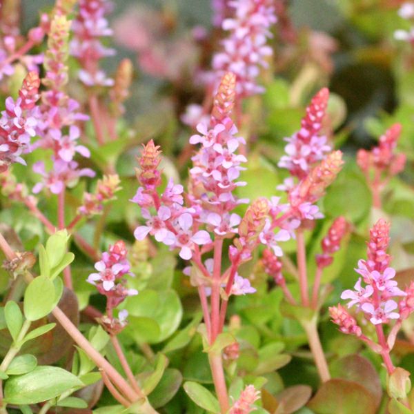 水生植物】 ロタラロトンジフォリア | 杜若園芸WEBショップ｜水草の