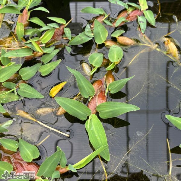 水生植物】 ハイドロリザ | 杜若園芸WEBショップ｜水草の生産販売