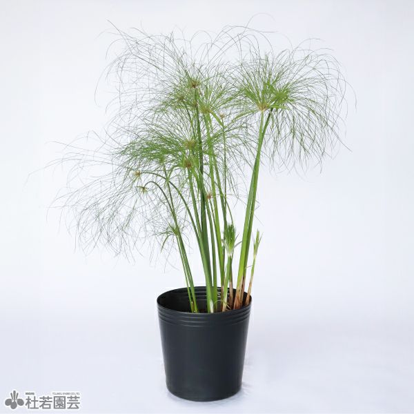 水生植物】 オオオニバスの種 5粒入り | 杜若園芸WEBショップ｜水草の