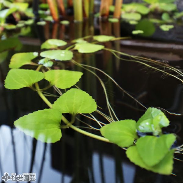 水生植物】 オニバスの種 5粒入り 【メール便対応可】 | 杜若園芸WEB