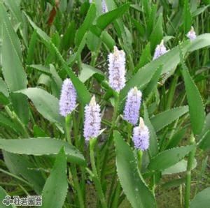 水生植物】 オオオニバスの種 5粒入り | 杜若園芸WEBショップ｜水草の