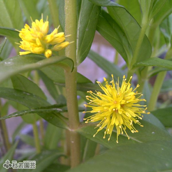 水生植物】 ヤナギトラノオ | 杜若園芸WEBショップ｜水草の生産販売