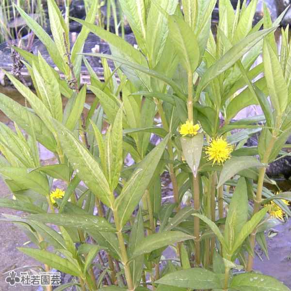 水生植物】 ヤナギトラノオ | 杜若園芸WEBショップ｜水草の生産販売