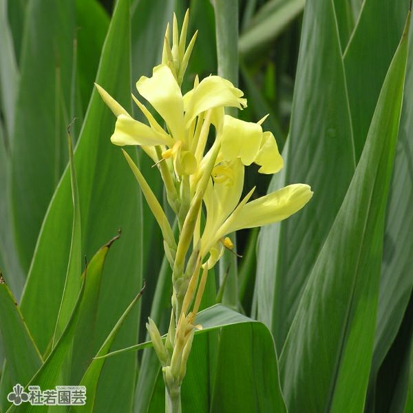 南米原産【オオオニバスの種20粒】 水生植物】 オオオニバスの種 5粒入り | 杜若園芸WEBショップ｜水草の