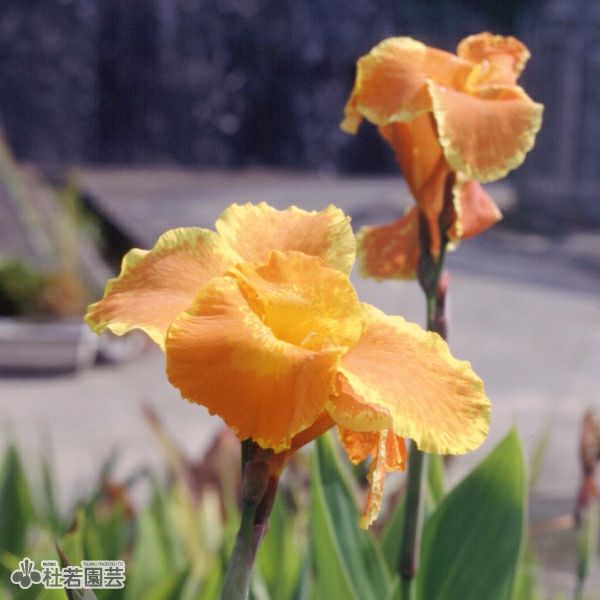 水生植物】 カンナ フローレンスボーガン 12cmP | 杜若園芸WEBショップ