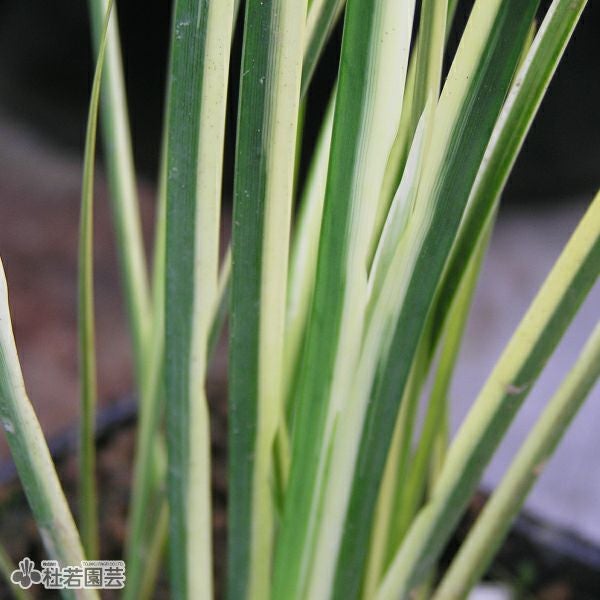 水生植物】 フイリセキショウ | 杜若園芸WEBショップ｜水草の生産販売