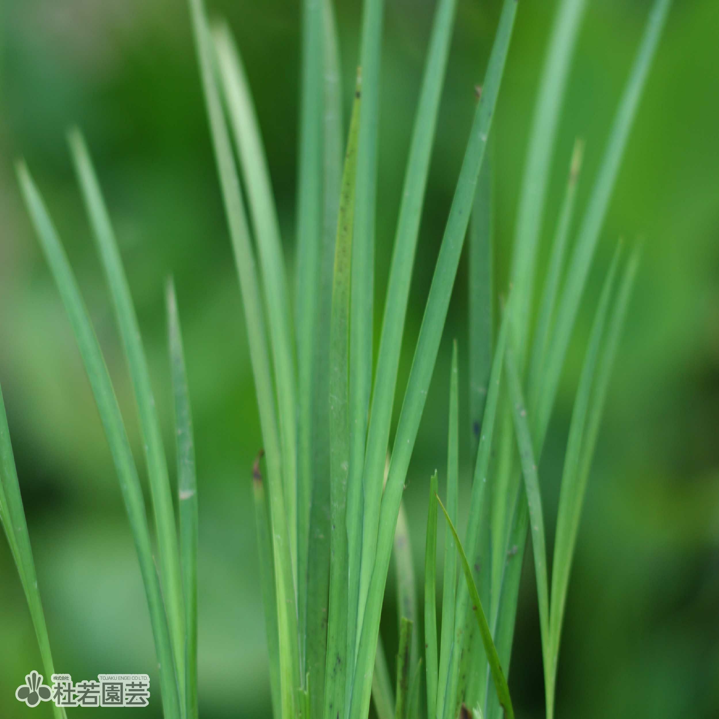 水生植物】 セキショウ | 杜若園芸WEBショップ｜水草の生産販売【通販