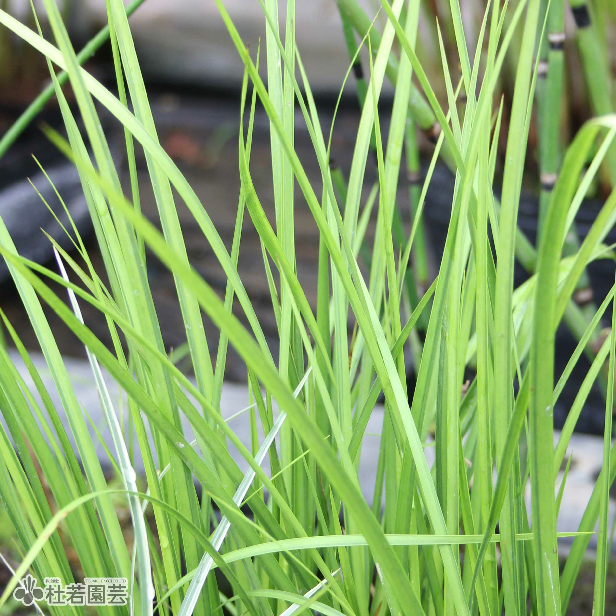 水生植物】 セキショウ | 杜若園芸WEBショップ｜水草の生産販売【通販