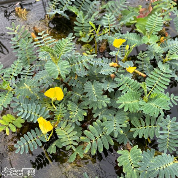水生植物】 ミズオジギソウ （Aeschynomene fluitans） | 杜若園芸WEB