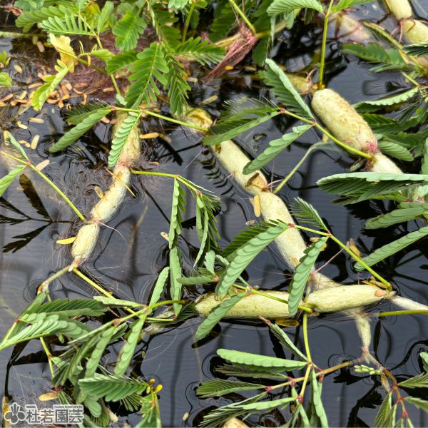 水生植物】 ミズオジギソウ （Neptunia oleracea） | 杜若園芸WEB