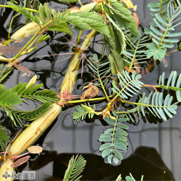 水生植物】 ミズオジギソウ （Neptunia oleracea） | 杜若園芸WEB