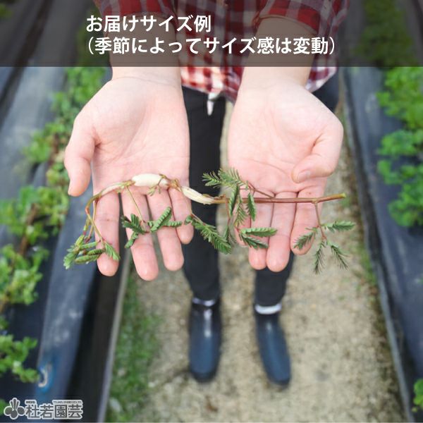 水生植物】 ミズオジギソウ （Neptunia oleracea） | 杜若園芸WEB