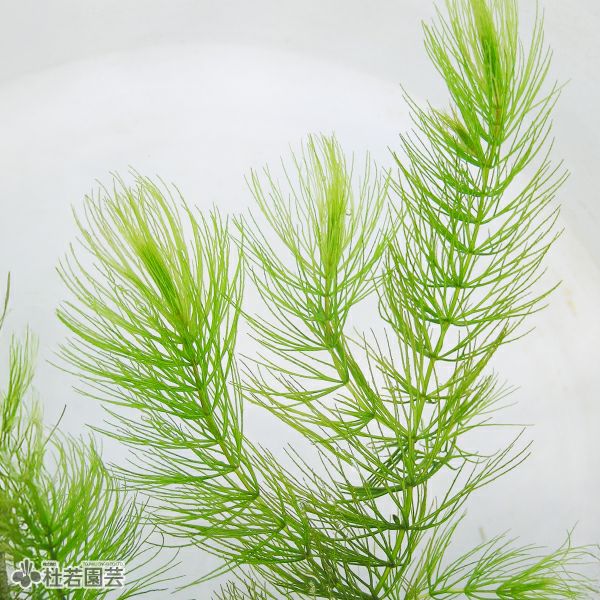 水生植物】 オオカナダモ（アナカリス） 鉛巻き | 杜若園芸WEBショップ