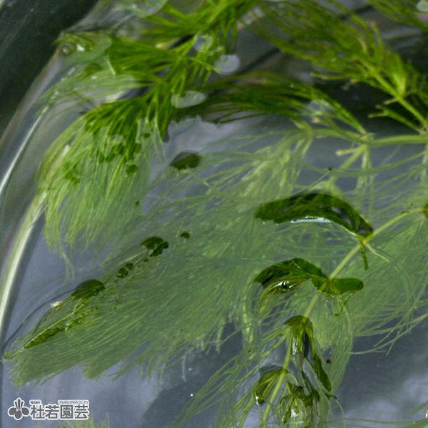 水生植物】 マツモ | 杜若園芸WEBショップ｜水草の生産販売【通販