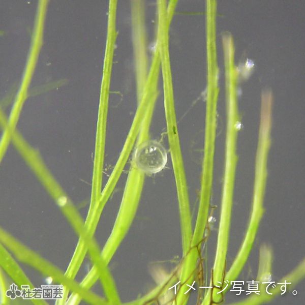 水生植物】 マツモ | 杜若園芸WEBショップ｜水草の生産販売【通販