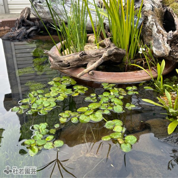 水生植物】 アマゾンフロッグピット | 杜若園芸WEBショップ｜水草の